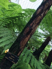 Cyathea delgadii
