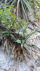 Agave funkiana