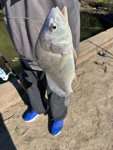 Freshwater Drum