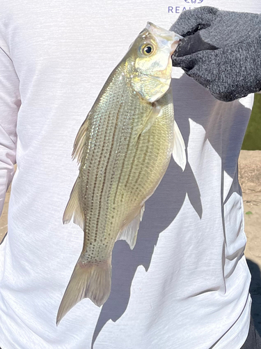 White Bass