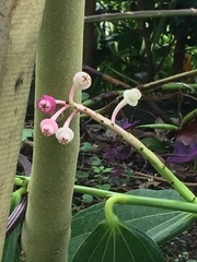 Cavendishia grandifolia