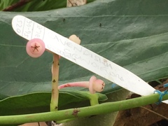 Cavendishia grandifolia