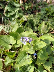 Brunnera macrophylla