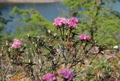 Rhododendron adamsii