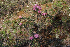 Rhododendron adamsii