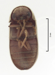 Xyletobius watti