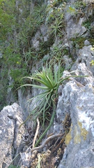 Agave bracteosa