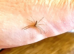 Philodromidae