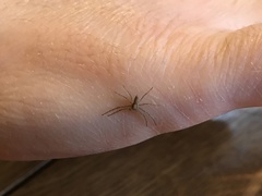 Philodromidae