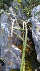 Selenicereus spinulosus