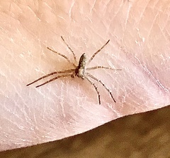 Philodromidae