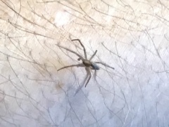 Philodromidae