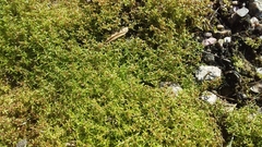 Crassula peduncularis
