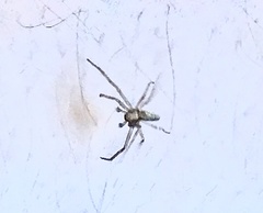 Philodromidae