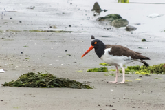 Haematopus palliatus