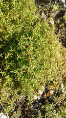 Crassula peduncularis
