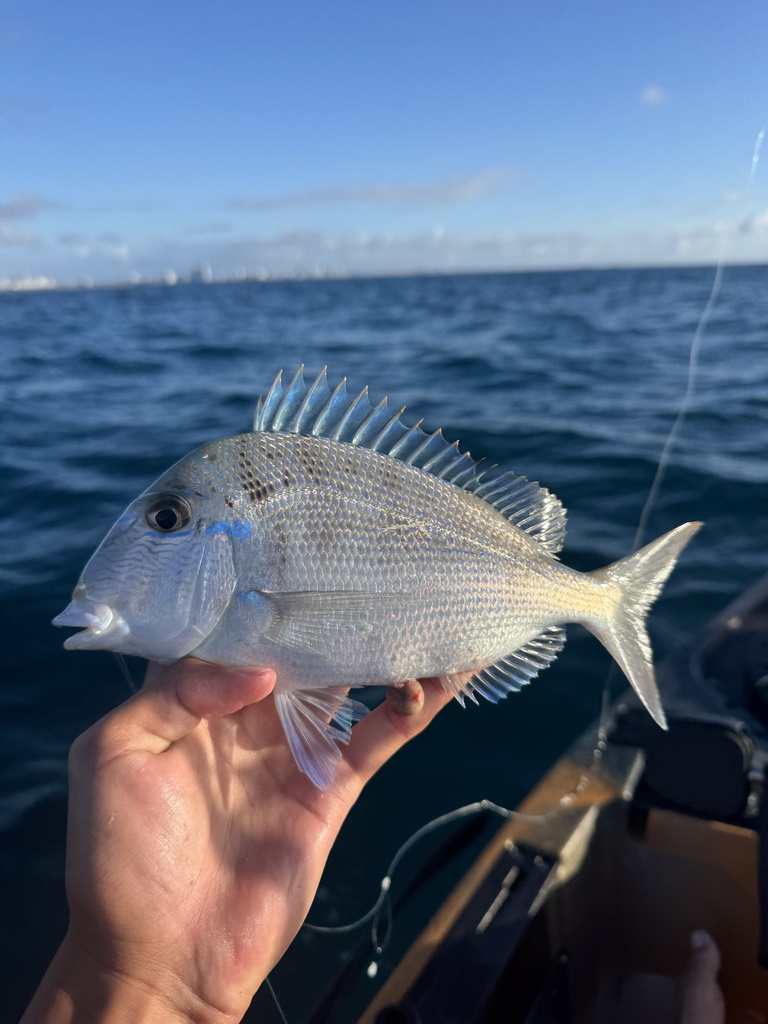littlehead porgy