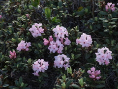 Rhododendron adamsii
