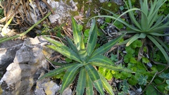 Agave funkiana
