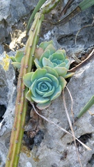 Echeveria simulans