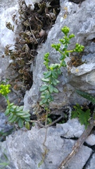 Sedum calcicola