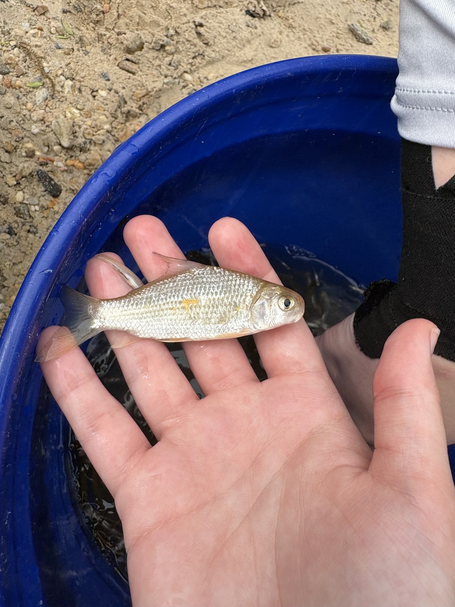 Highfin Carpsucker photo 4