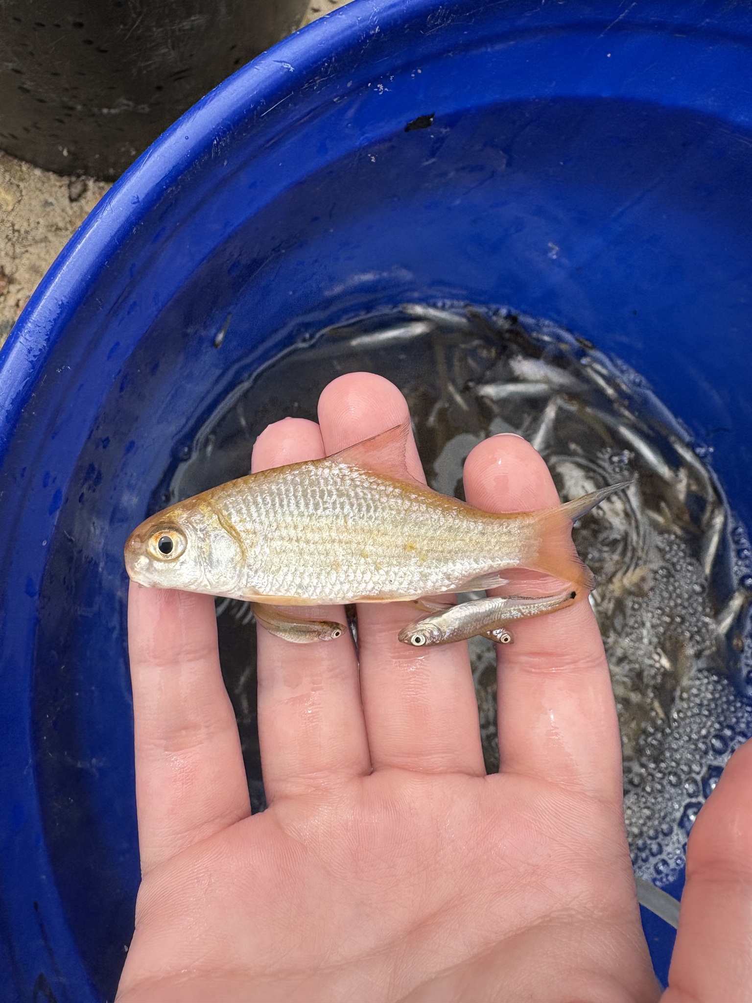 Highfin Carpsucker photo 5