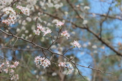 Prunus umbellata
