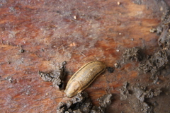 Carinarion