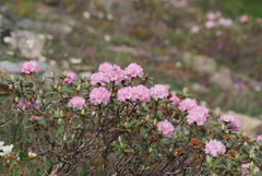 Rhododendron adamsii