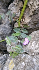 Tradescantia sillamontana