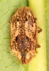 Trichodesma klagesi