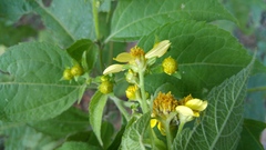 Greenmaniella resinosa