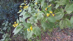 Greenmaniella resinosa