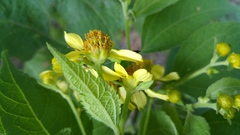 Greenmaniella resinosa