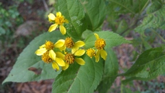 Greenmaniella resinosa