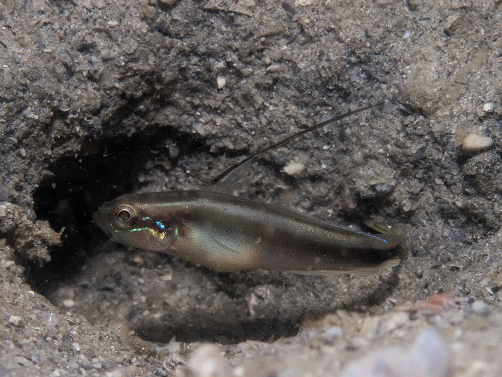 Lachner's shrimpgoby (Myersina lachneri) — Gobiidae