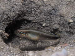 Lachner's Shrimpgoby photo 5