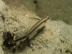 Lachner's Shrimpgoby photo 4