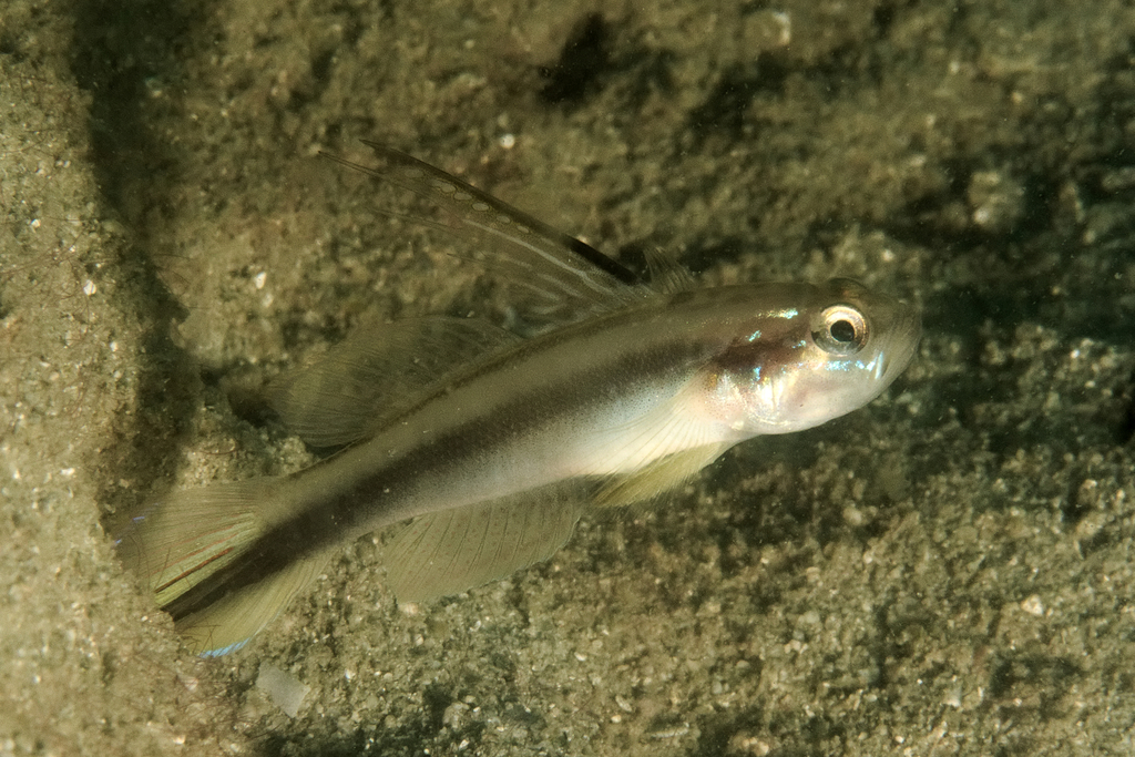 Lachner's Shrimpgoby