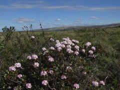 Rhododendron adamsii