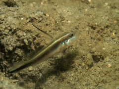 Lachner's Shrimpgoby photo 3