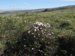 Rhododendron adamsii