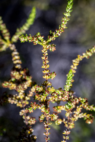 Erica muscosa, photograph 6