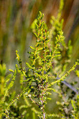 Erica muscosa, photograph (c) magriet b, some rights reserved (CC BY-SA)