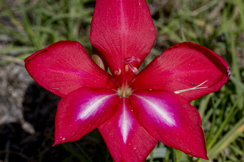 Gladiolus carmineus