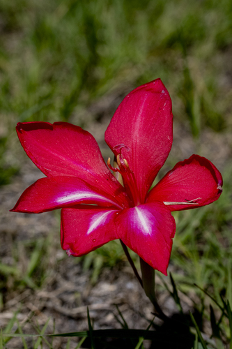 Gladiolus carmineus, photograph 2