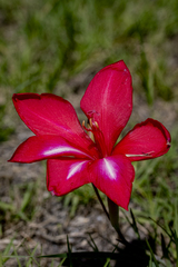 Gladiolus carmineus, photograph (c) magriet b, some rights reserved (CC BY-SA)
