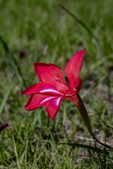 Gladiolus carmineus, photograph (c) magriet b, some rights reserved (CC BY-SA)