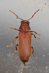 Hemicoelus